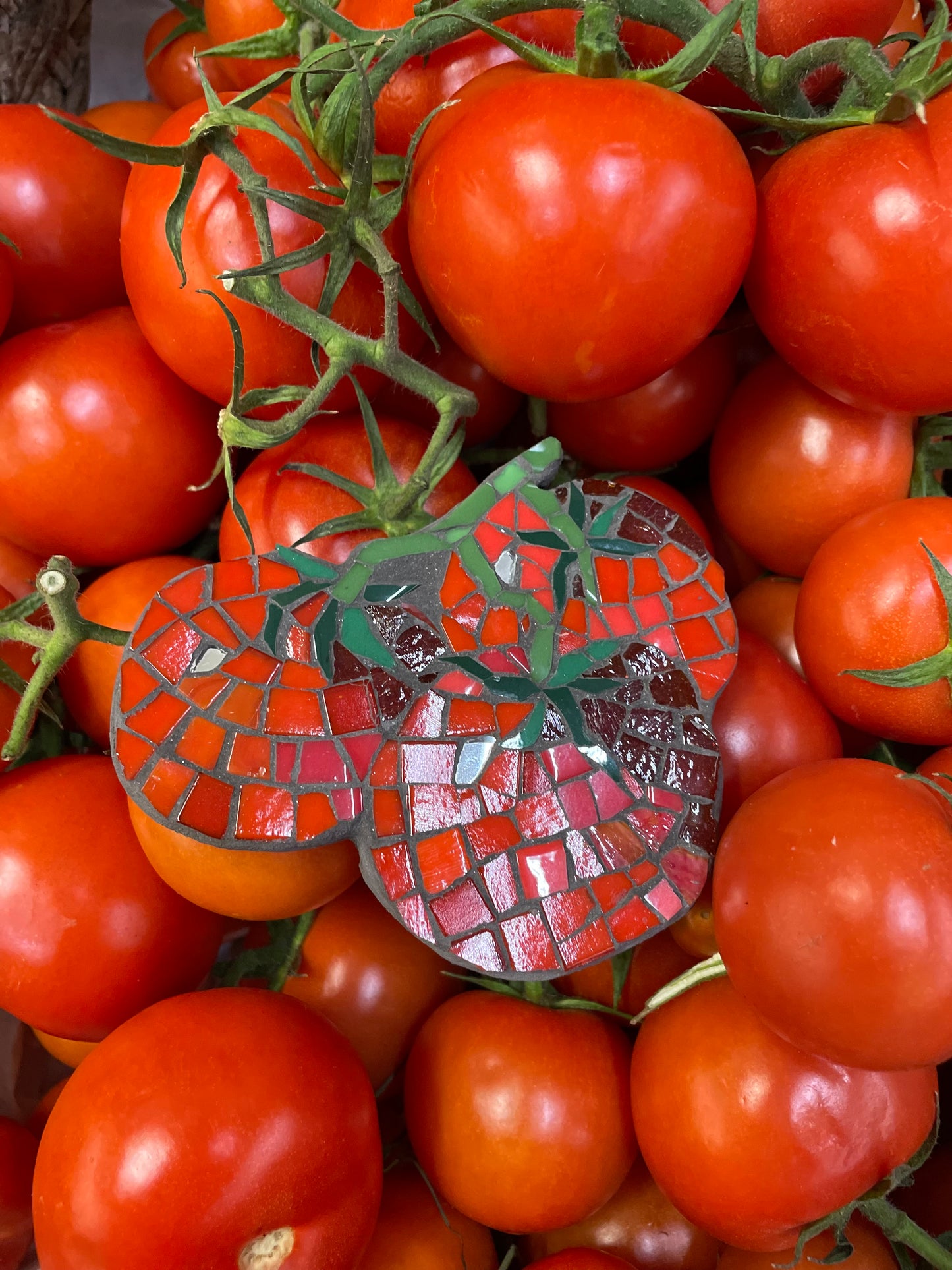 Mosaic vine Tomatoes x 3