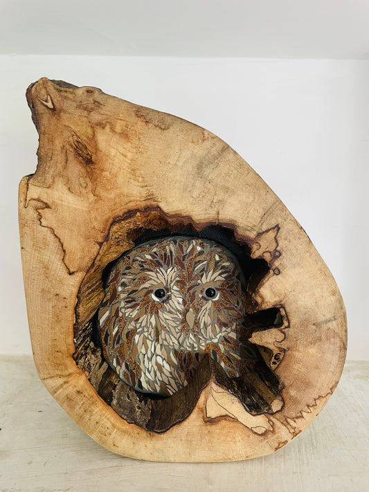 Tawny Owl in wooden Tree Hollow